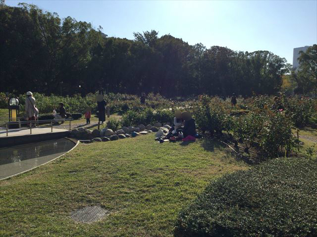 靭公園のバラ園