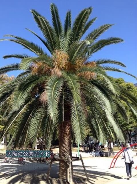 江坂公園の蘇鉄