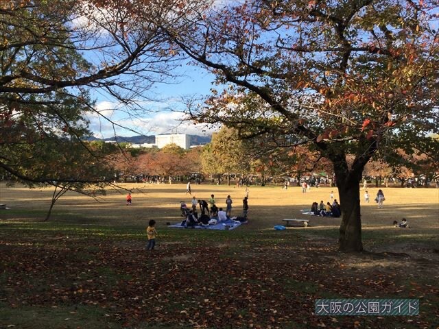 万博記念公園「やったねの木」芝生広場