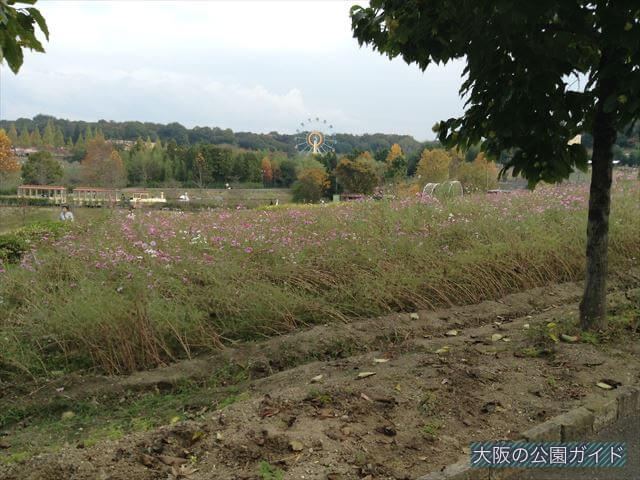 「ハーベストの丘」汽車の乗り物と観覧車