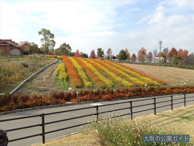 「ハーベストの丘」村のエリア・花畑
