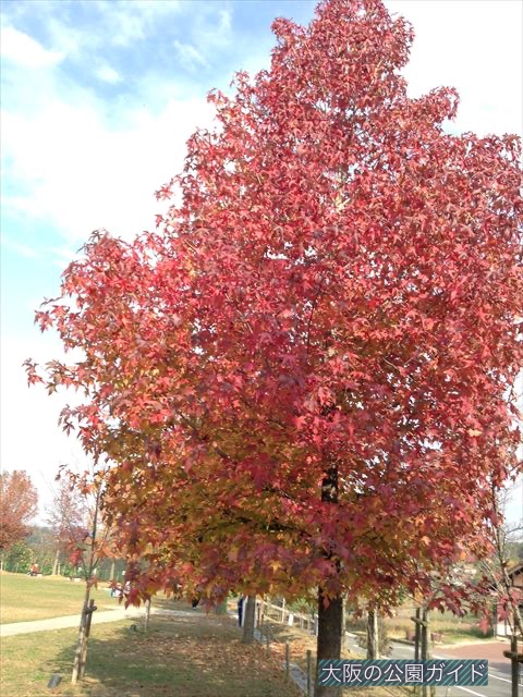 「ハーベストの丘」村のエリアの芝生広場
