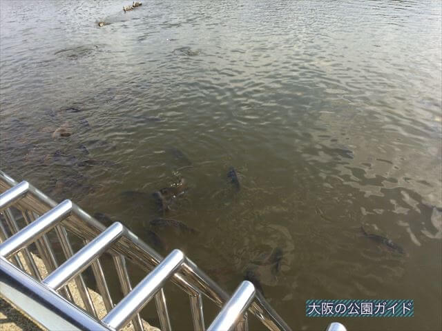 枚方市民の森「鏡伝池緑地」池の鯉