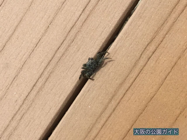 舞洲にカニ発見