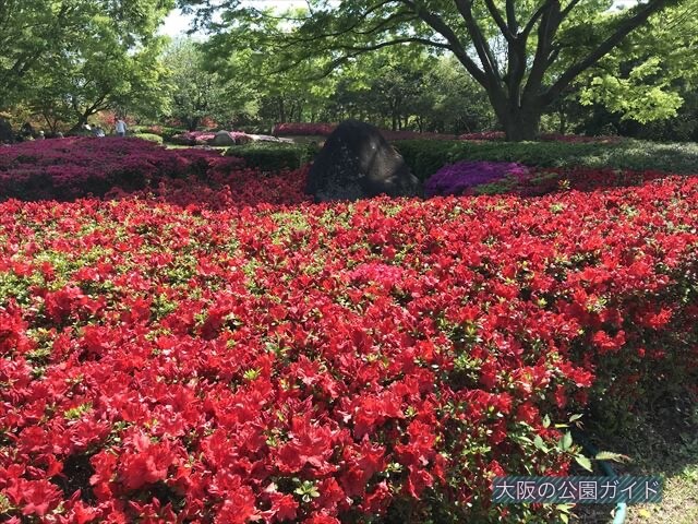 錦織公園「つつじの丘」満開のつつじ