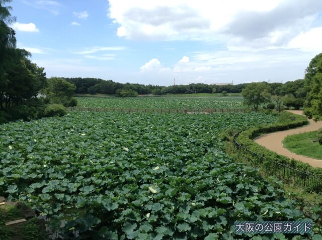 大泉緑地・大泉池