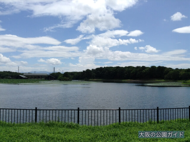 大泉緑地・大泉池の北側から