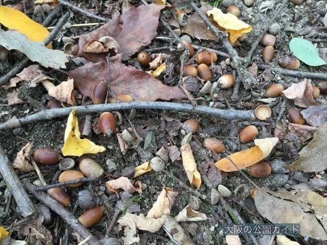 「千里中央公園」芝生広場にあるドングリ