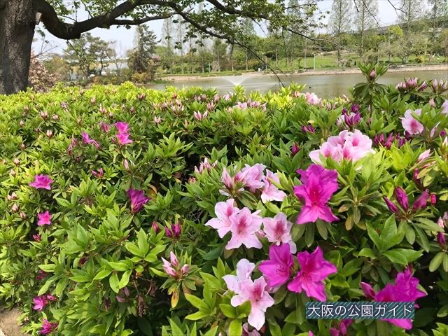 城北公園のツツジ