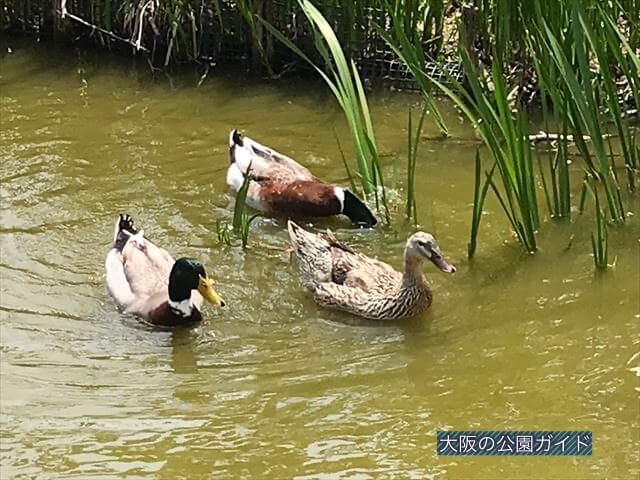 城北公園の池にいるカモ