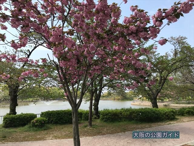 城北公園、桜と池