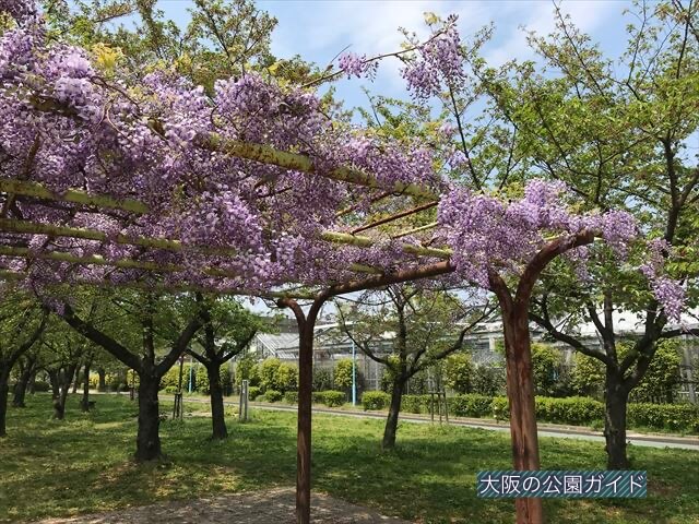 城北公園の藤棚
