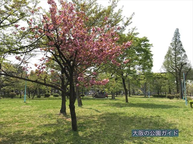 城北公園「桜広場」
