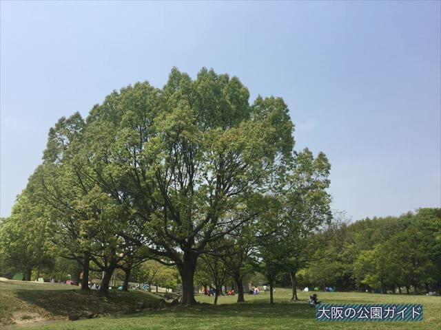蜻蛉池公園の芝生広場と大きな木