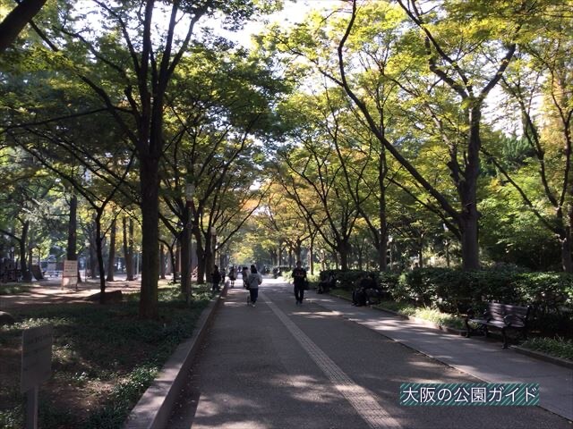 靭公園のケヤキ並木