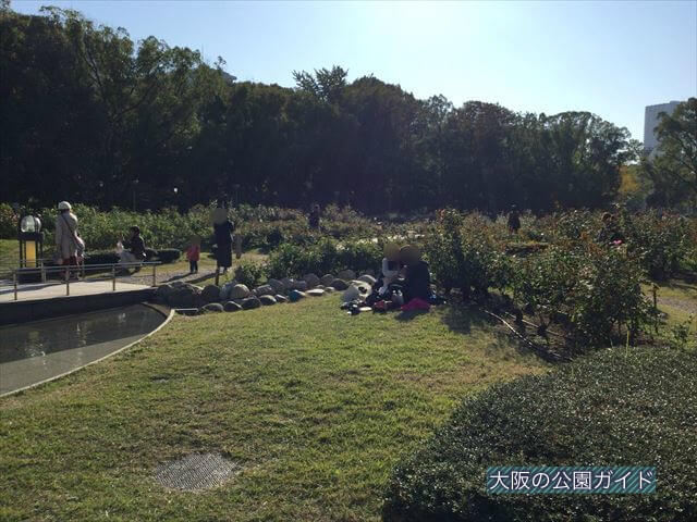 靭公園のバラ園
