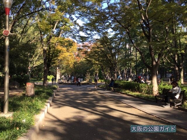 靭公園のケヤキ並木とベンチ