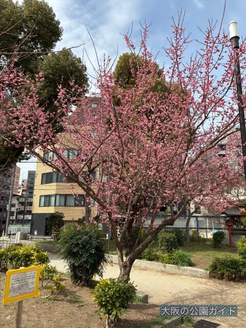 「南大江公園」綺麗な花