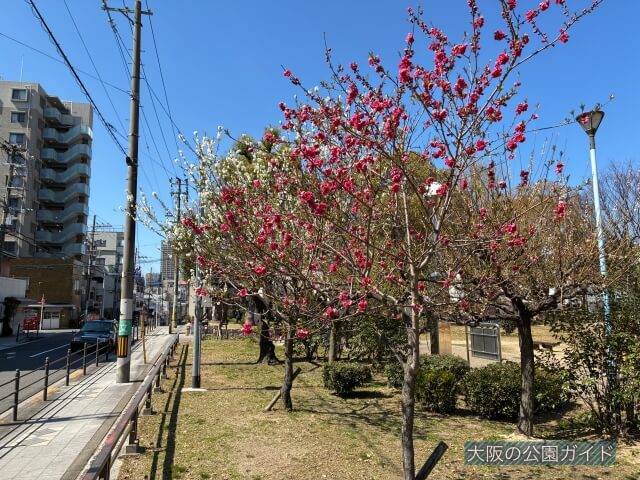 真田山公園「季節の花（梅）」